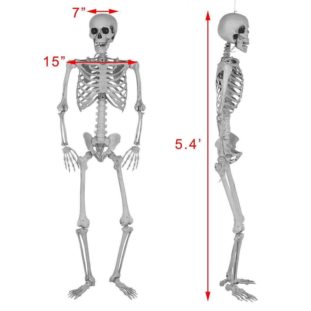 5.4 Ft Lighted Life Size Plastic Skeleton with Movable Joint Q6029