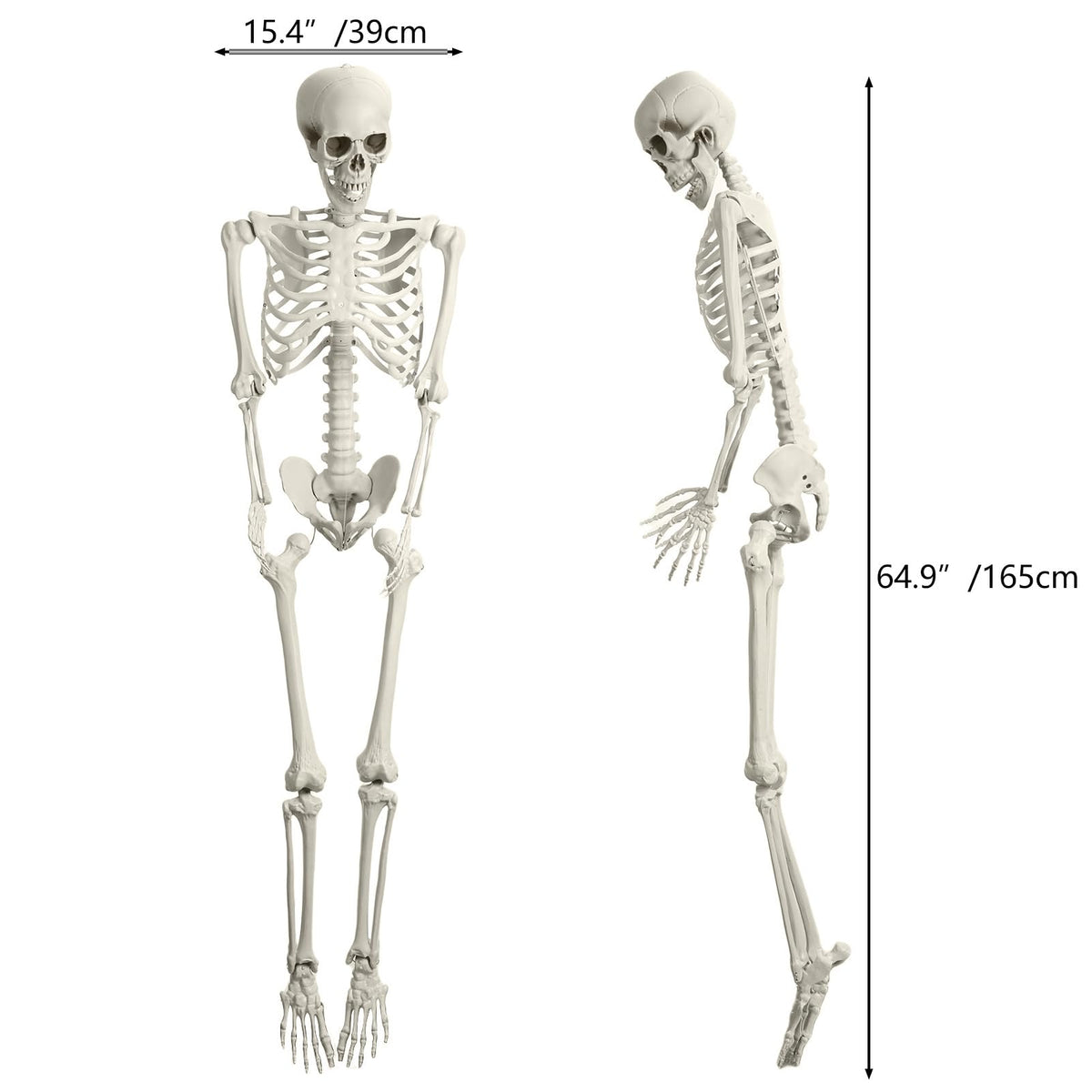 5.4FT Posable Full Body Skeleton with Movable Joints X109