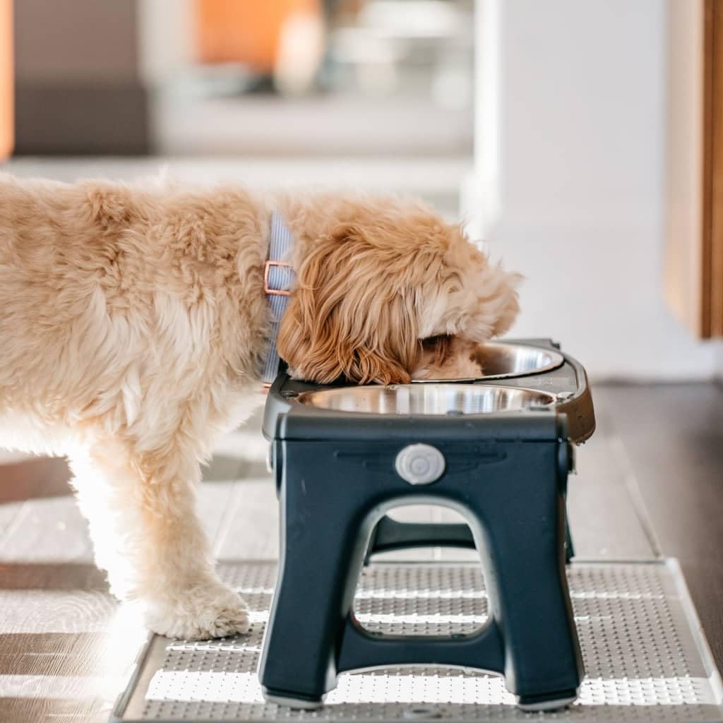 Adjustable Height Double Pet Feeder with Stainless Steel Bowls M101174