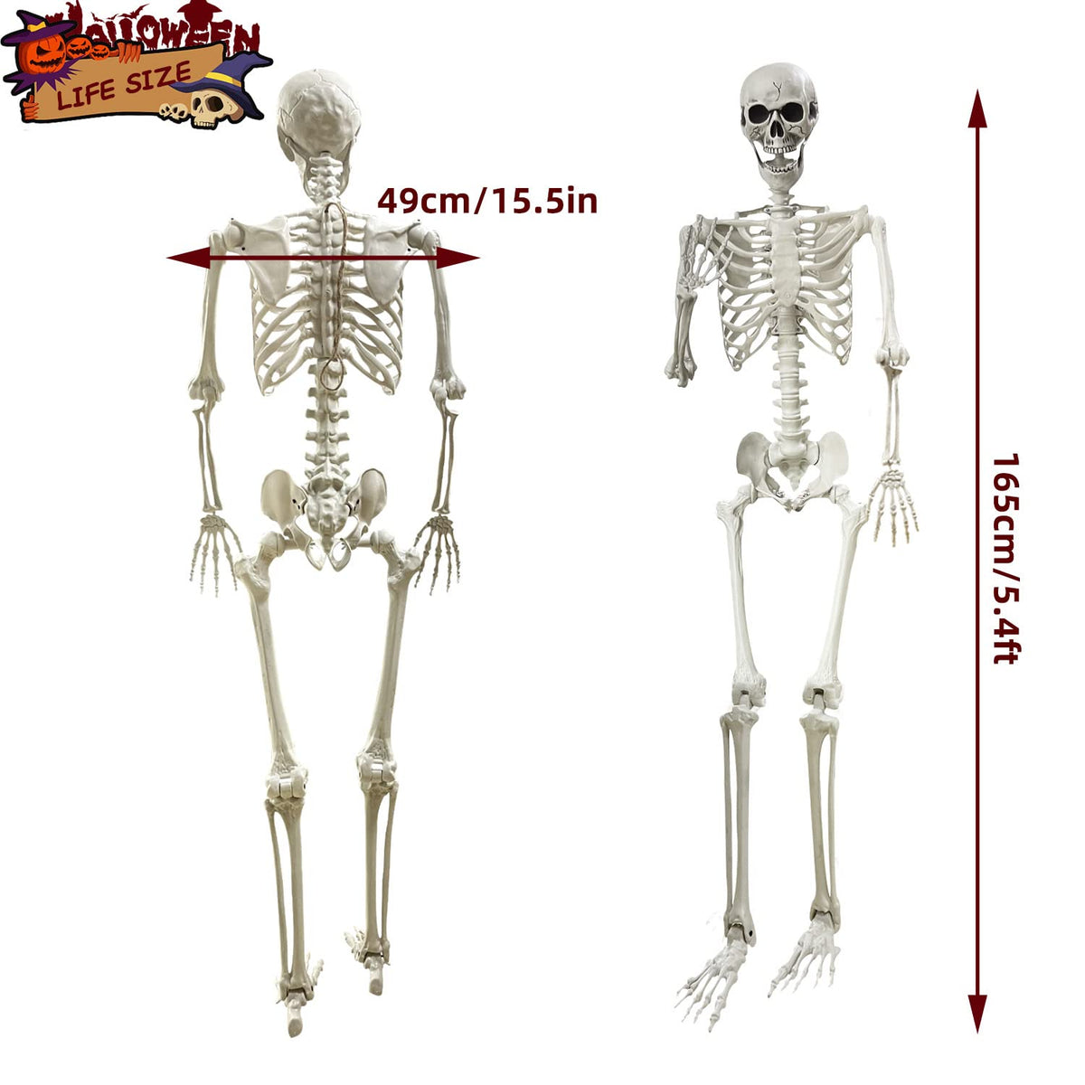 5.4Ft Life Size Human Skeleton with Movable Joints I35631
