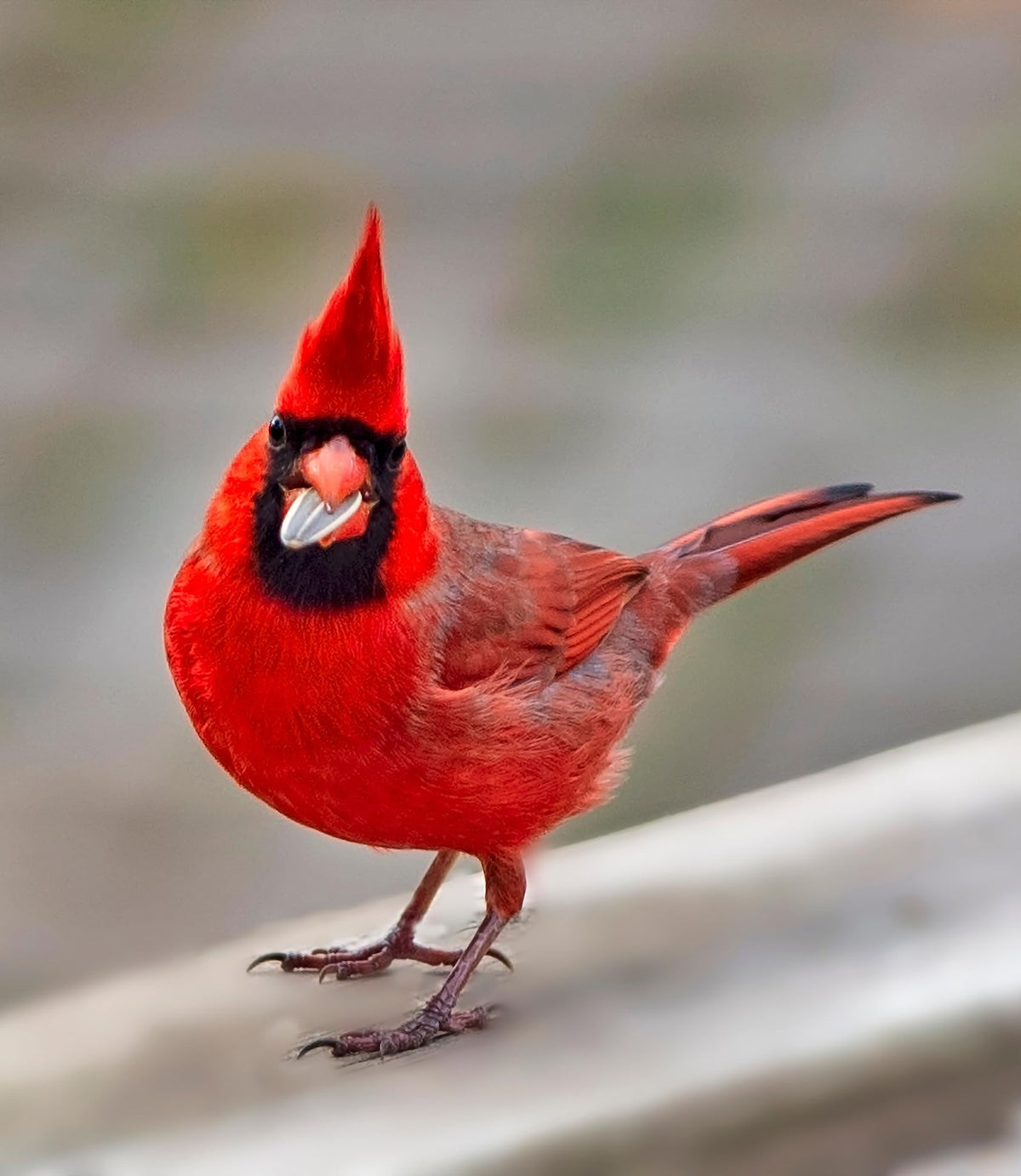 Bird Seed, 20 lb H135926