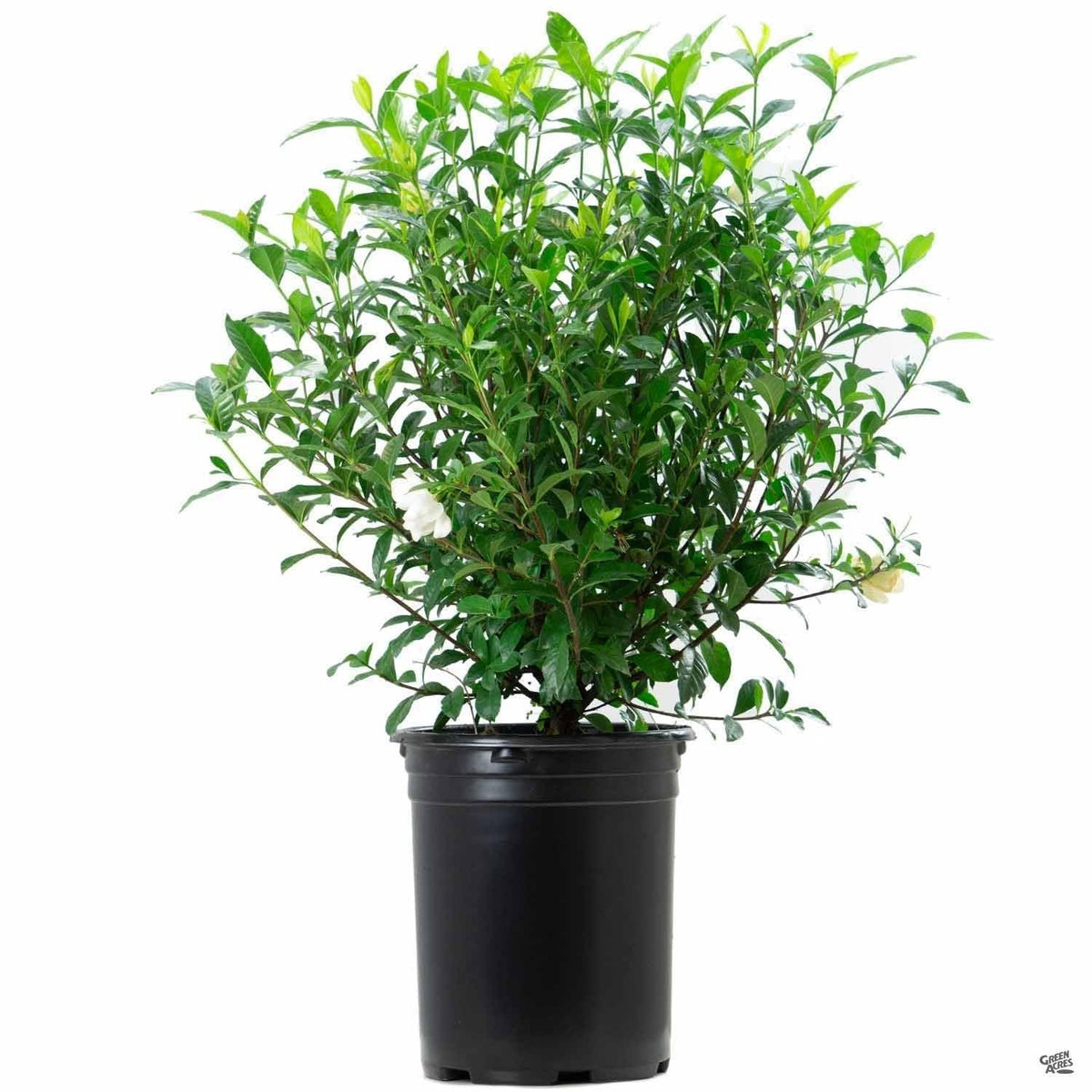 August Beauty Gardenia 2 Gallon Pot F26858