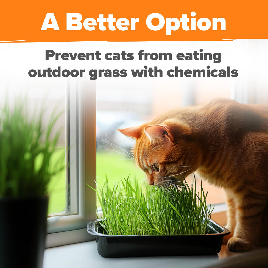Organic Cat-Grass Seed Mix 4 oz B8279