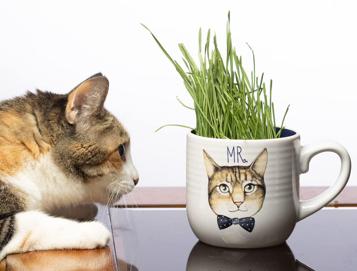 Cat Grass Refill Kit, 3 Pack, Certified Organic S680730