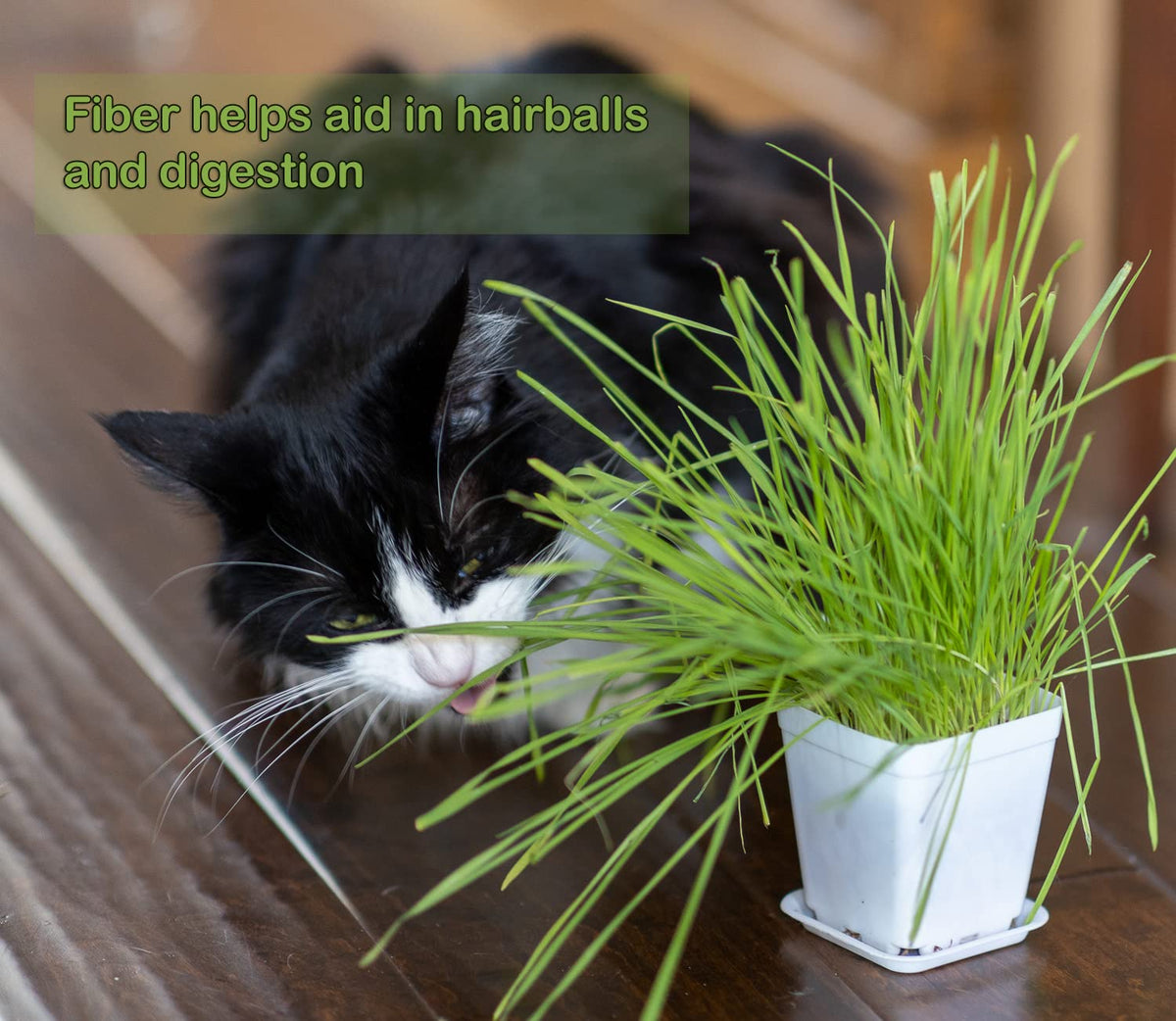 Cat Grass Refill Kit, 3 Pack, Certified Organic S680730