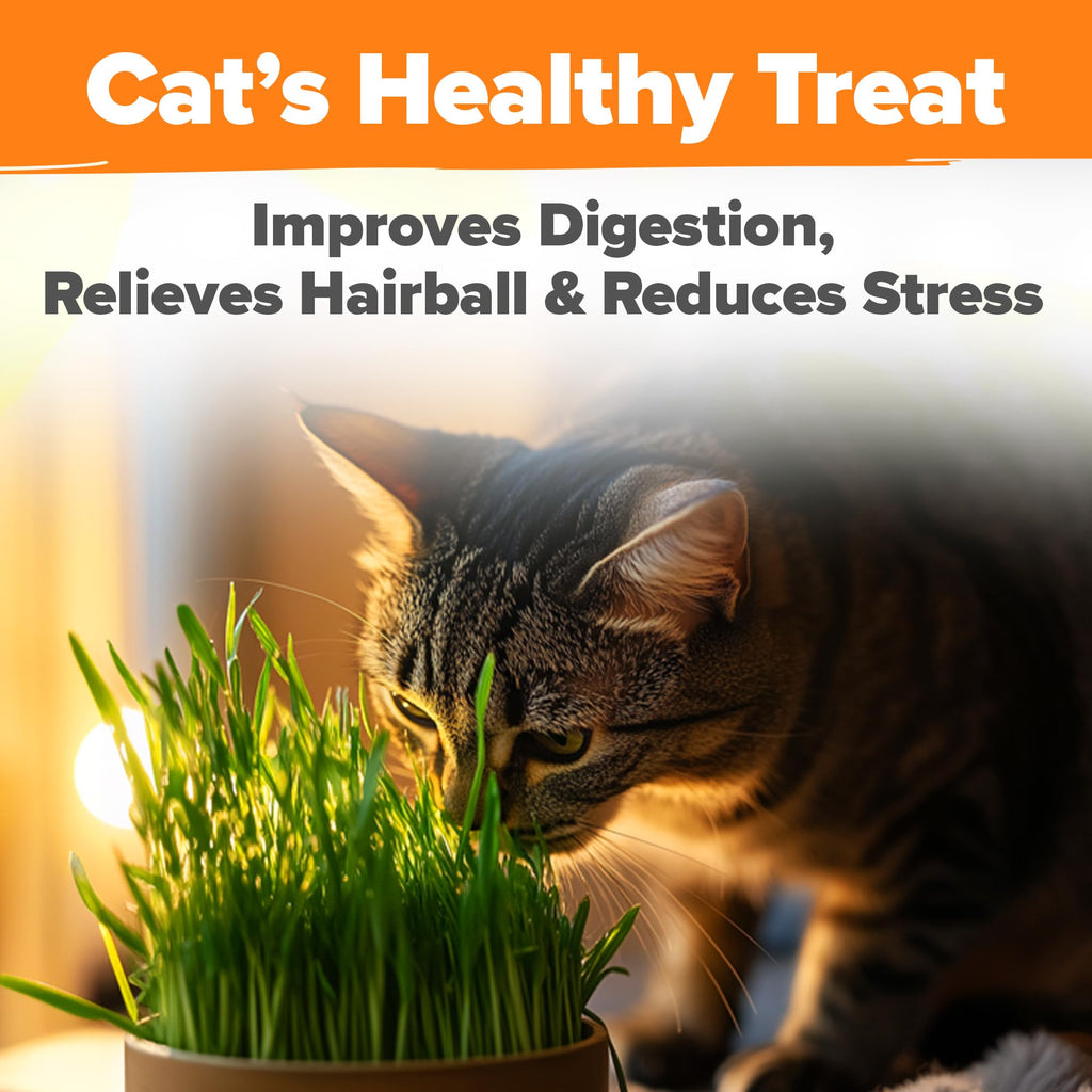 Cat Grass Seeds 4 oz Oat & Barley Mix B945