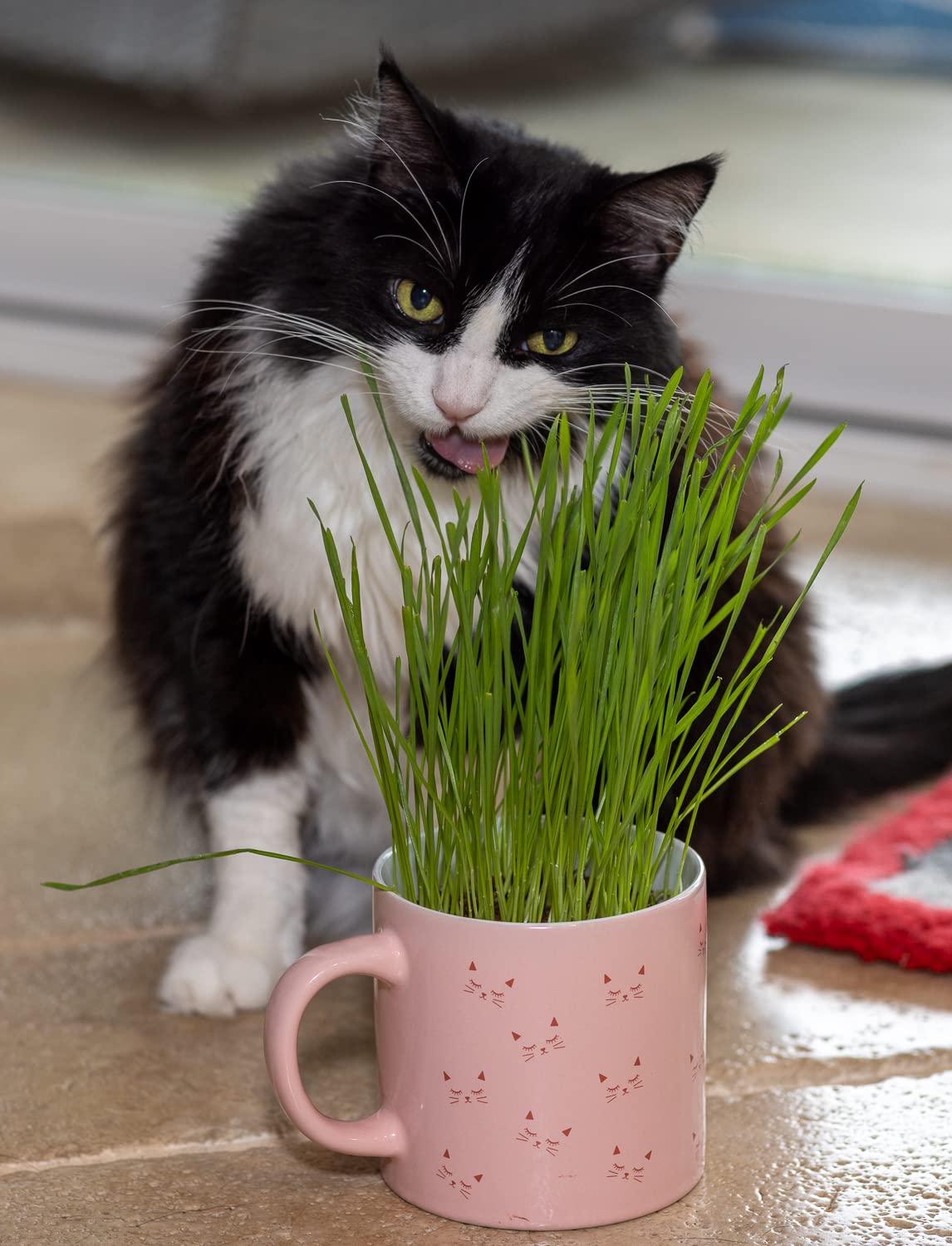 Cat Grass Refill Kit, 3 Pack, Certified Organic S680730