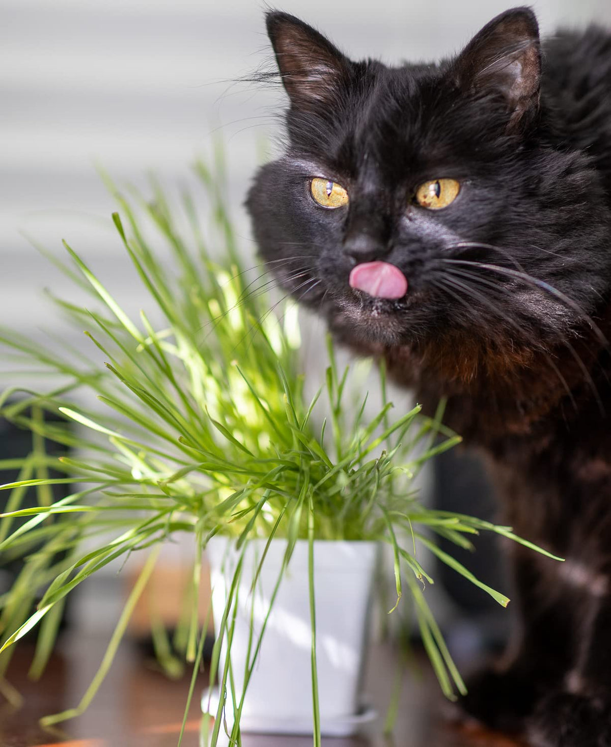 Cat Grass Refill Kit, 3 Pack, Certified Organic S680730
