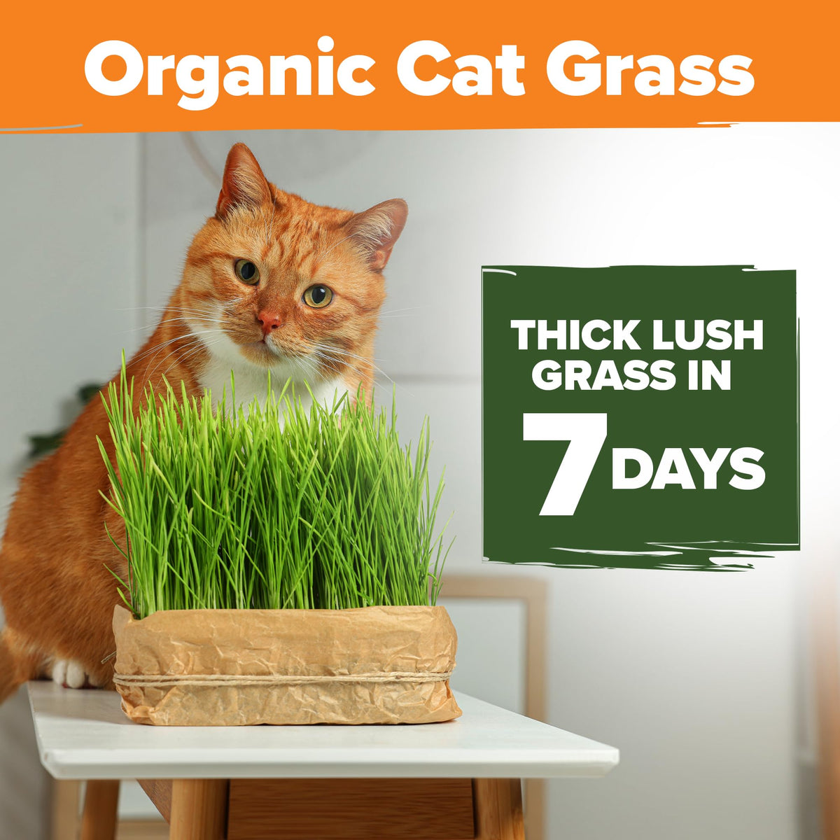Organic Cat-Grass Seed Mix 4 oz B8279