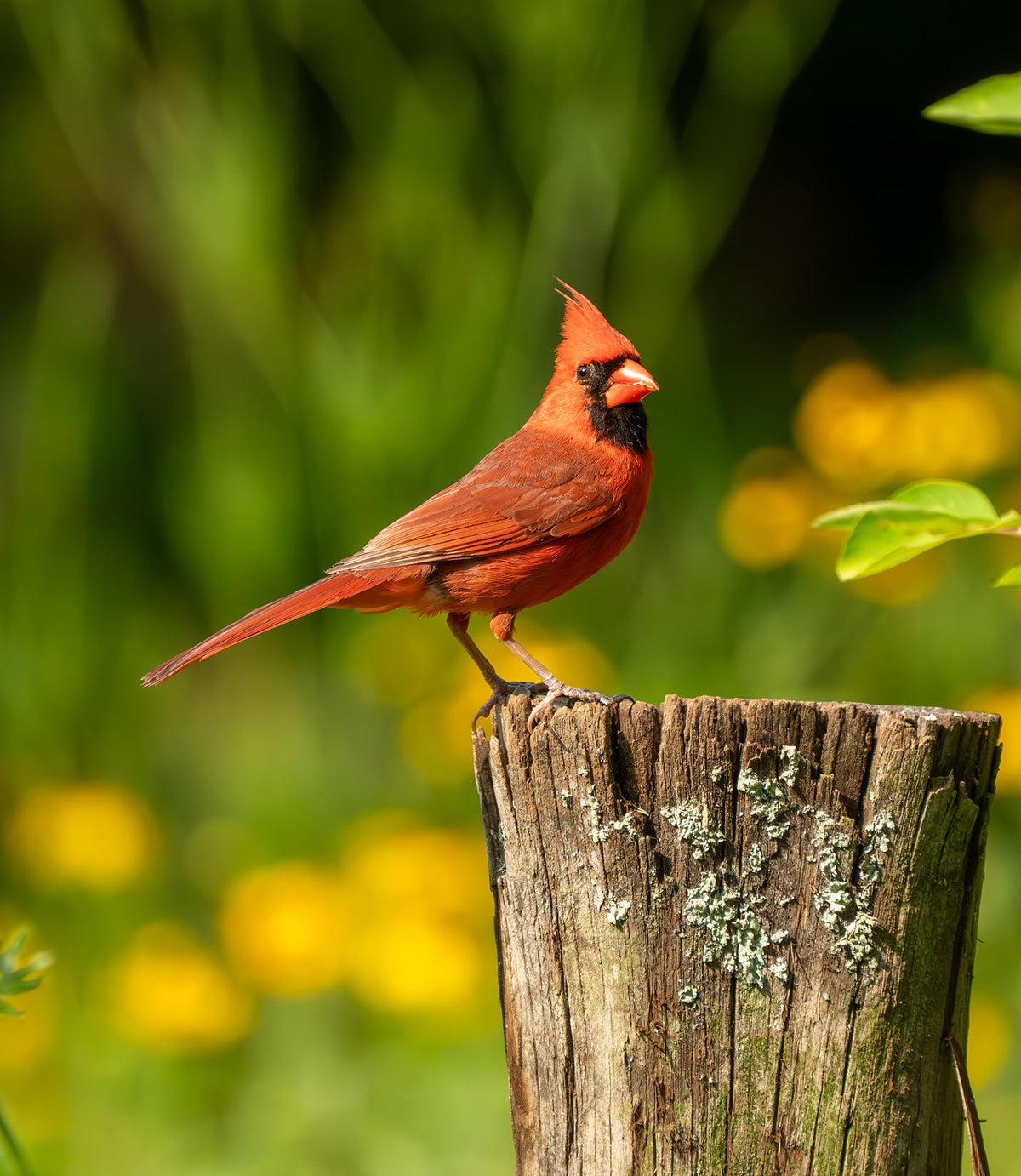 Bird Seed, 20 lb H135926