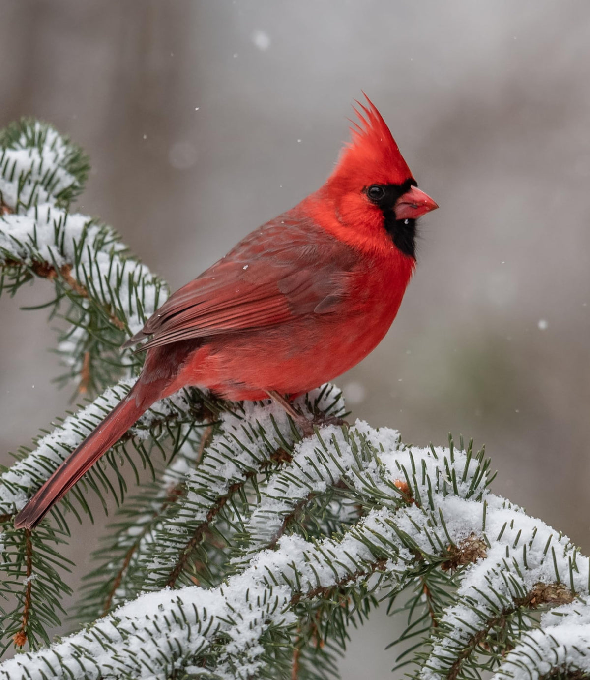 Bird Seed, 20 lb H135926