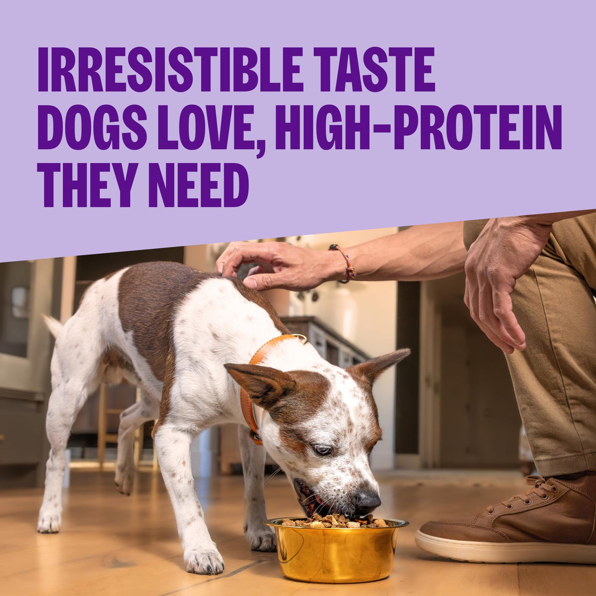 Sensitive Skin and Stomach Dry Dog Food with Freeze Dried Pieces, 4 lb Bag V6295