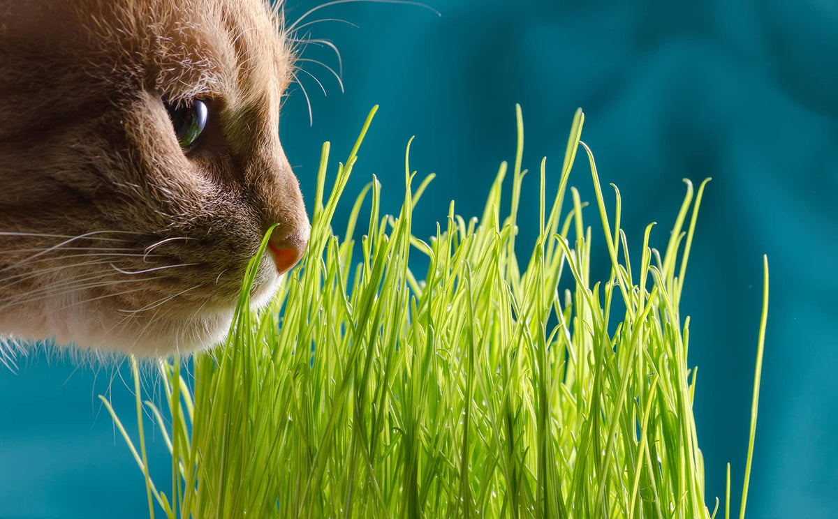 Cat Grass Refill Kit, 3 Pack, Certified Organic S680730