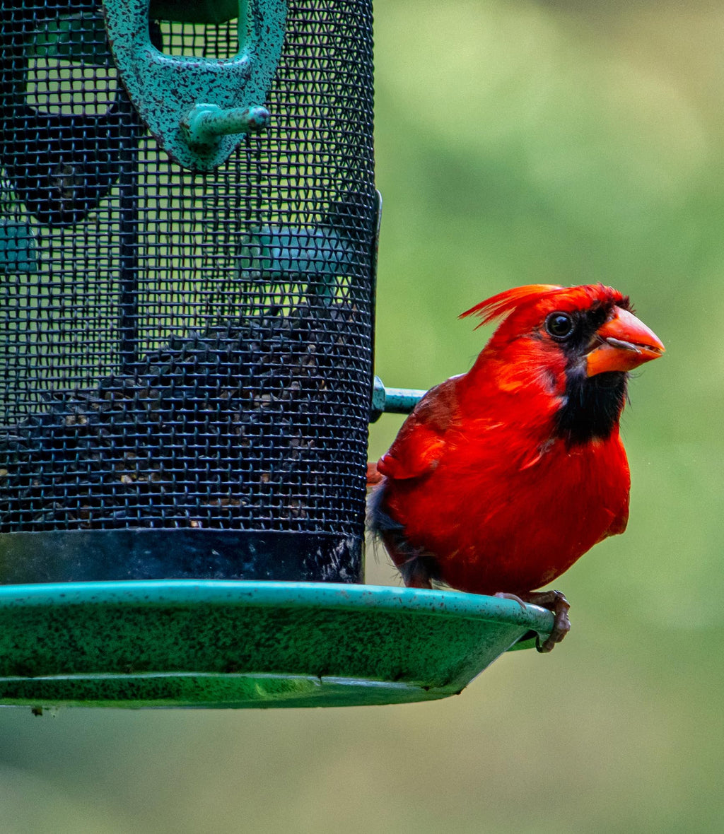 Bird Seed, 20 lb H135926