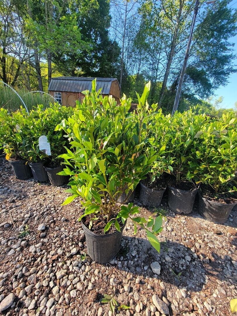 August Beauty Gardenia 2 Gallon Pot F26858