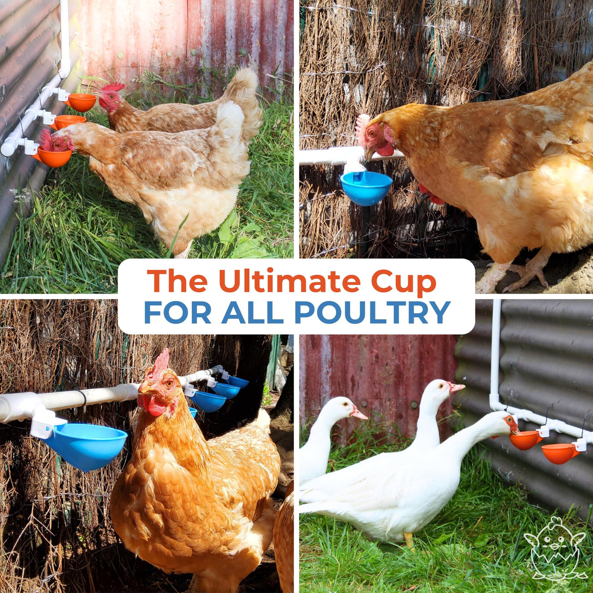 Large Automatic Chicken Waterer Cups with 1/2" PVC Tee Fittings 5-Pack Q2718